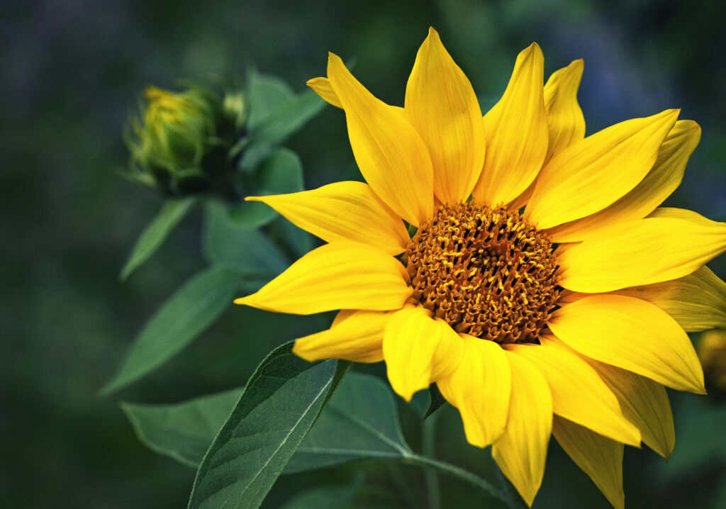 Sunflower summer flowers