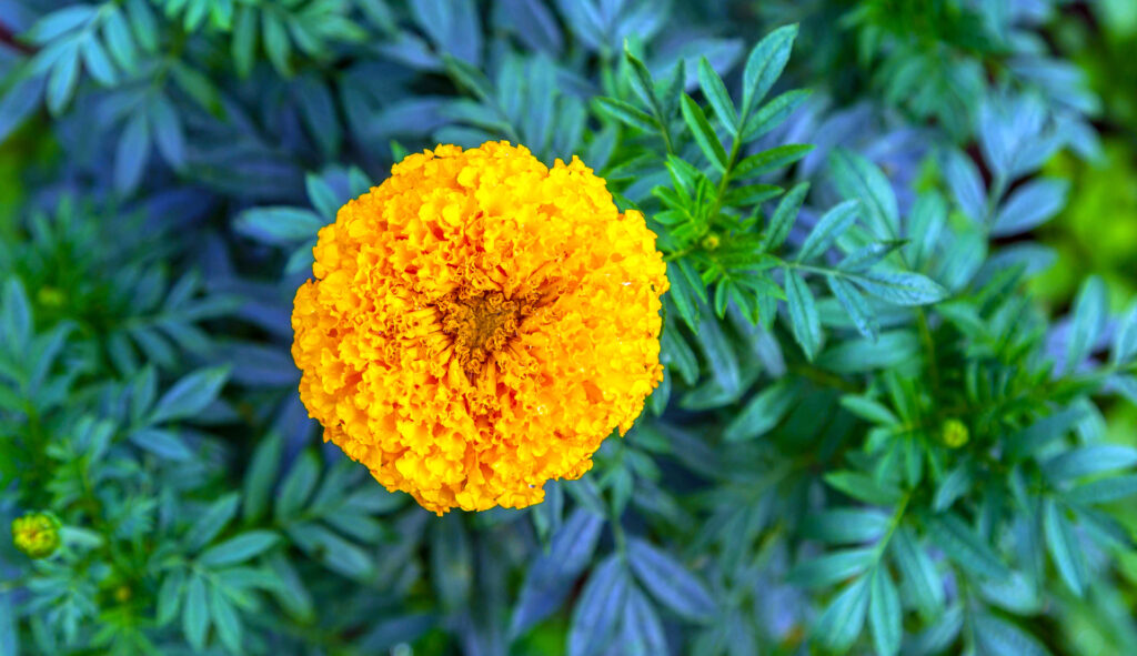 Marigold summer flowers