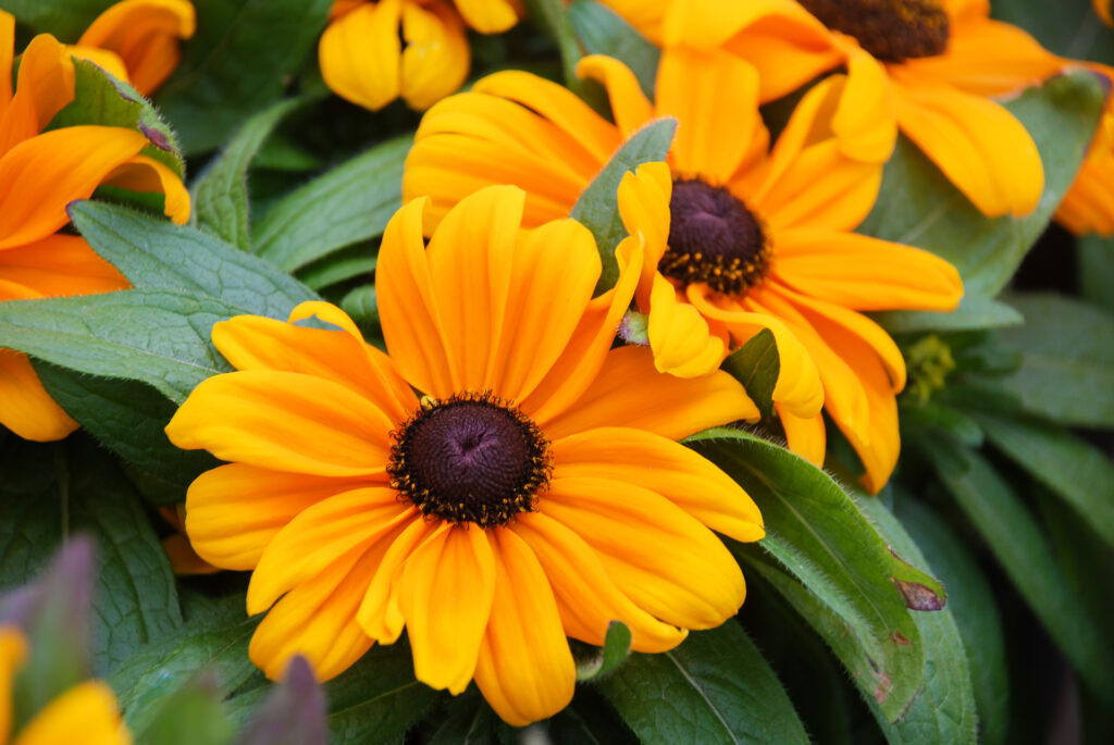 Black-eyed Susan