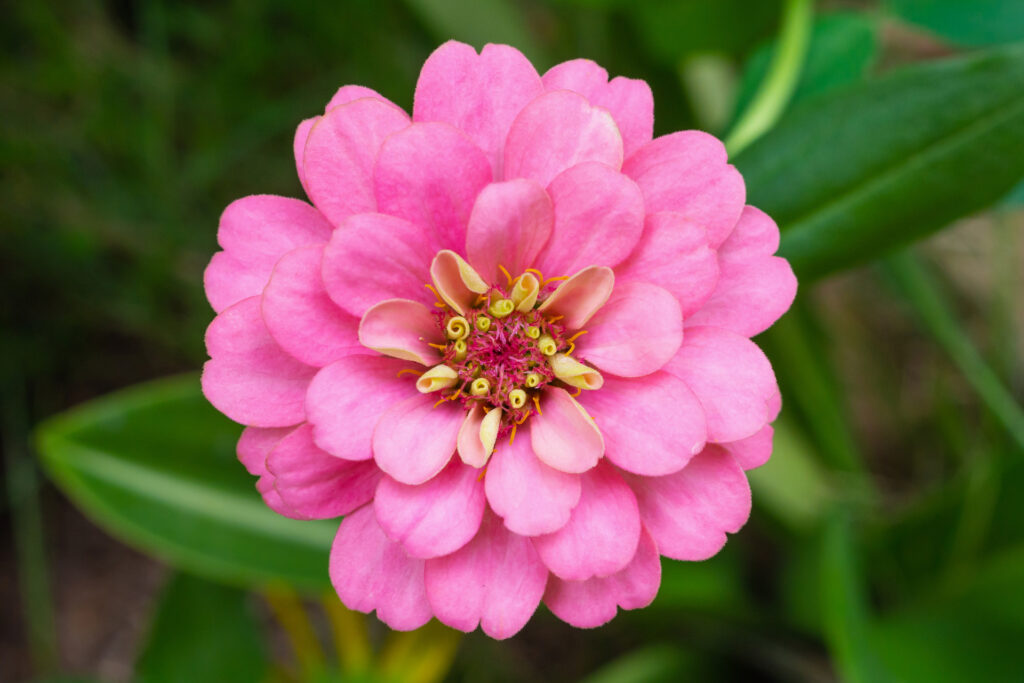 Zinnia summer flower