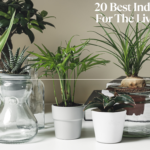 20 Best Indoor Plants For The Living Room