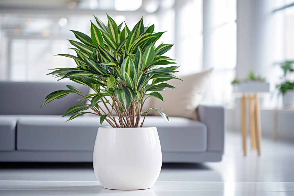 Dracaena